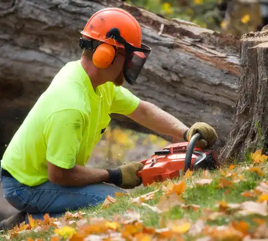 tree services Buffalo